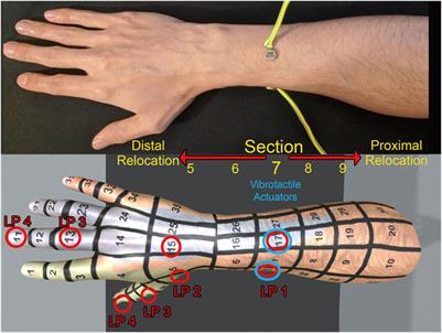 Visual Capture of a Tactile Sensation is Influenced by Repeated, Structured Exposure of a Visual Stimulus in Virtual Reality